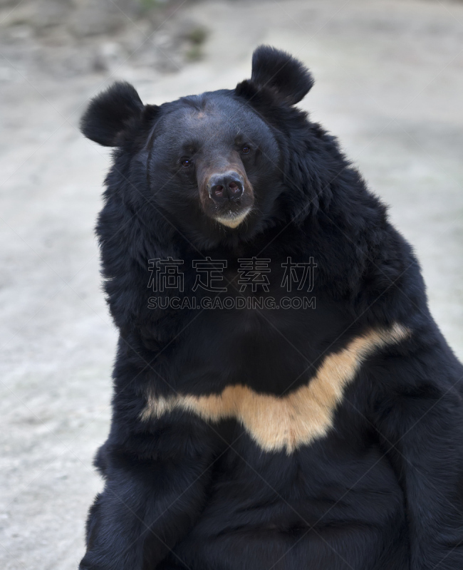 亚洲黑熊,注视镜头,动物眼睛,平衡折角灯,杂食动物,动物耳朵,人的鼻子,垂直画幅,褐色,重的