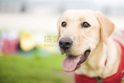 拉布拉多犬,导盲犬,水平画幅,可爱的,智慧,衣服,户外,宠物,动物,狗