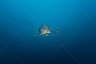 长鳍白鲟,蝙蝠鱼,海洋,细鳞白鲳,鱼群,礁石,海洋生命,自然,水,水平画幅