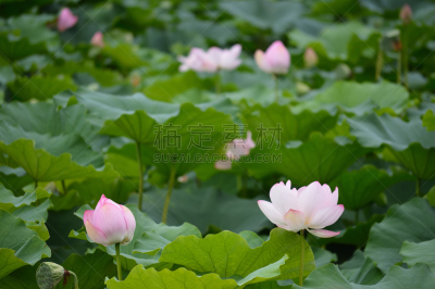 荷花,粉色,莲池,自然,水平画幅,绿色,云,地形,无人,爱知县