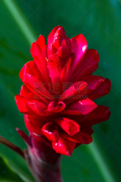 热带的花,垂直画幅,美,状态描述,无人,生姜,特写,哥斯达黎加,植物,彩色图片