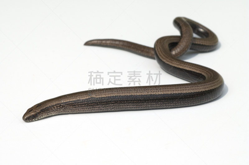 慢缺肢蜥,蚓螈,爬行纲,水平画幅,无人,动物,蜥蜴,德国,摄影