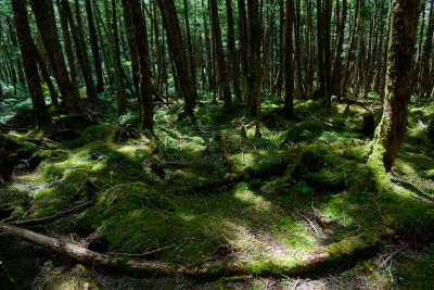 长野县,苔藓,yachiho,森林,苏格兰高地,圣玛丽,美,度假胜地,水平画幅,枝繁叶茂