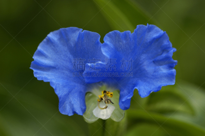 植物群,牧野,蓖麻,瓦尔省,美,水平画幅,可爱的,水果,无人,色彩鲜艳