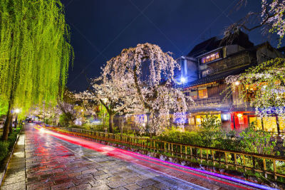 祗园,京都府,垂柳,光轨,水平画幅,樱花,夜晚,无人,湿,户外