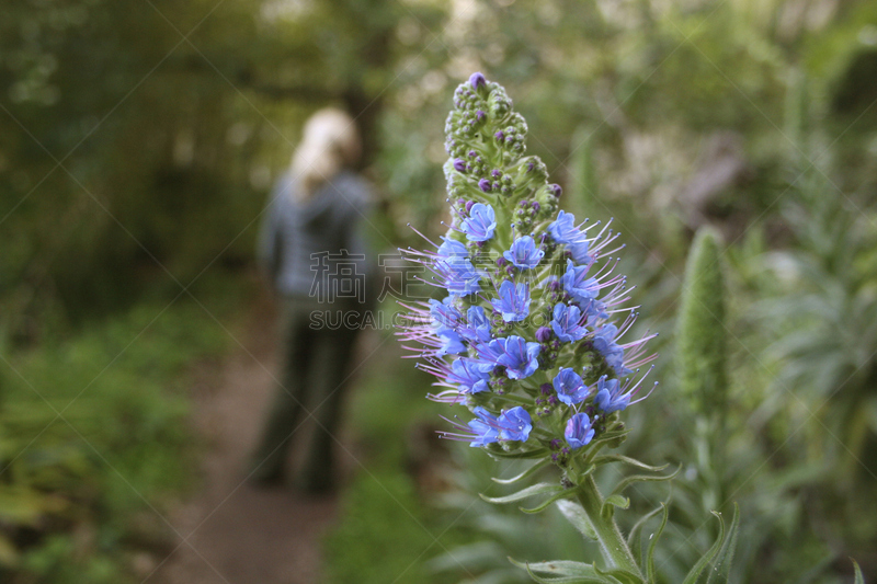 植物园,马略卡,莫纳斯提尔,sierra de tramuntana,花园路,美,青少年,水平画幅,美人,夏天