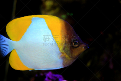 锥形蝴蝶鱼,热带鱼,鱼缸,自然美,生物学,深的,杂食动物,海洋生命,野生动物,环境