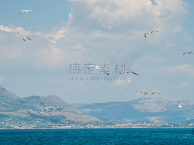背景,意大利,海洋,水,蓝色,庞扎,岛,羊群,飞
