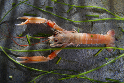 清新,虾,餐具,水平画幅,海产,挪威海蜇虾,都柏林,螯虾,海洋,盘子