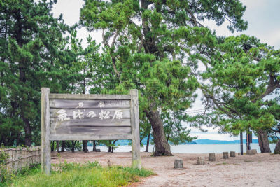 敦贺,黑松,日本红松,福井县,北陆地区,著名自然景观,松林,海滩度假,美,水平画幅
