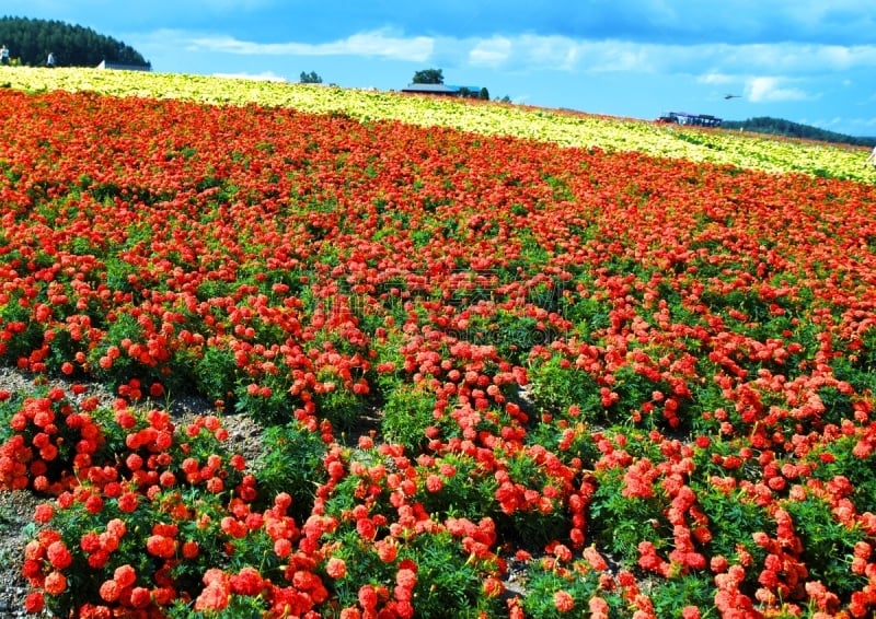 美瑛町,田地,里山,水平画幅,山,旅行者,夏天,户外,非凡的