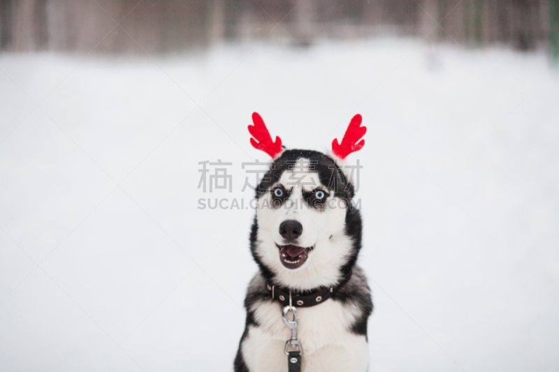 西伯利亚哈士奇犬,小狗,驯鹿角服装,russell,雪橇犬,动物耳朵,幽默,蓝色眼睛,雪