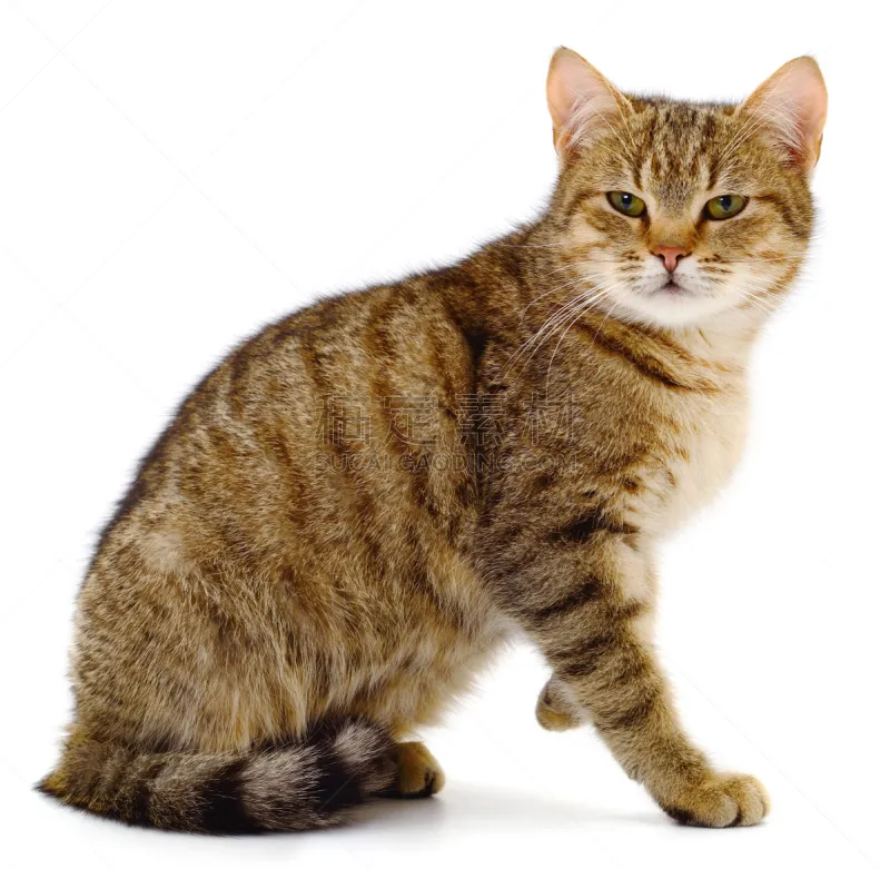 猫 褐色 房屋 可爱的 背景分离 肖像 哺乳纲 猫科动物 一只动物 动物图片素材下载 稿定素材