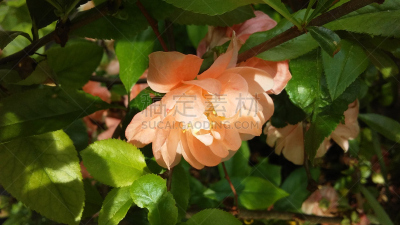 莎翁花园,皱皮木瓜,温柏,中央公园,曼哈顿,纽约州,纽约,春天,花朵,茶花