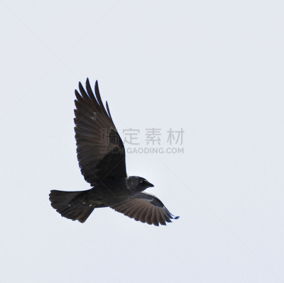 乌鸦,白色背景,車,野生动物,水平画幅,无人,蓝色,全身像,鸟类,飞