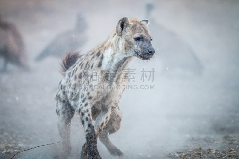 秃鹰,斑点土狼,背景,慢跑,自然,白背秃鹰,野生动物,水平画幅,无人,鸟类