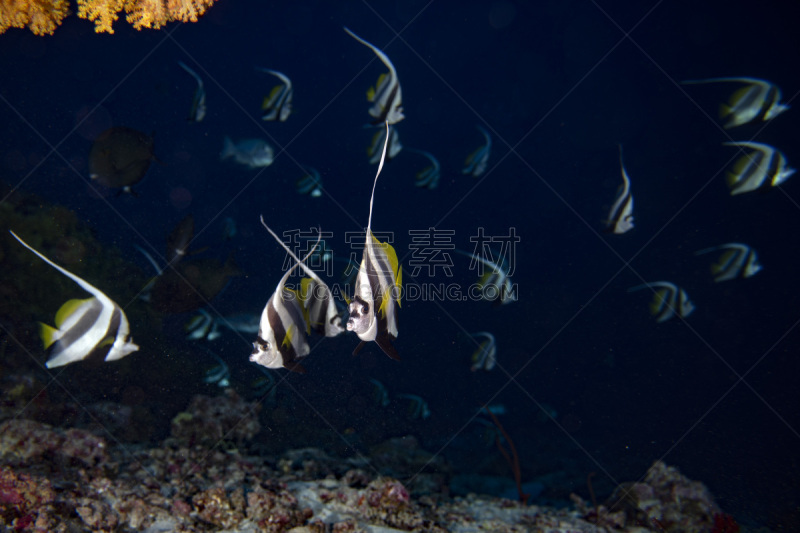 海洋,神仙鱼,礁石,马尔代夫,群,深的,自然,黄色,水族馆,人工饲养动物