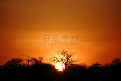 非洲,自然,公园,狮子王,野生动物,旅游目的地,水平画幅,橙色,阴影,户外