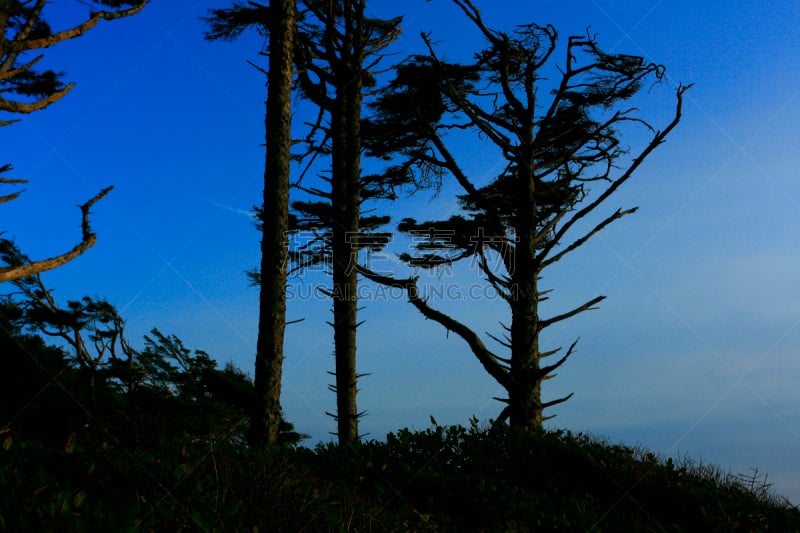 雨林,美国西北太平洋地区,云杉,努特卡,自然,美国,水平画幅,无人,苔藓,户外