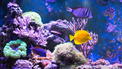 水族馆,礁石,水,水下,看风景,动物,白昼,充满的