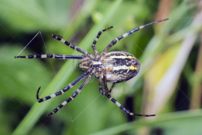 草,断纹金蛛,动物,蜘蛛,蜘蛛网,orb web spider,背面视角,草地,水平画幅,无人