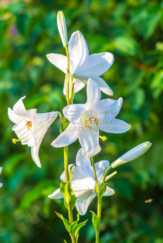 百合花,泉,仅一朵花,白色,复活节百合,自然,垂直画幅,复活节,无人,浪漫