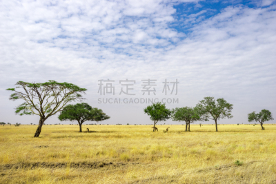 野生动物,坦桑尼亚,风景,天空,水平画幅,云,无人,早晨,夏天,户外