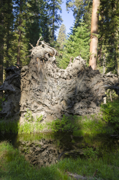 红杉国家公园,general sherman,巨红杉树,自然,垂直画幅,美国,国家公园,绿色,无人,夏天