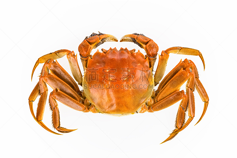 美味,淡水蟹,大闸蟹,水平画幅,橙色,户外,湖,淡水,螃蟹,白色