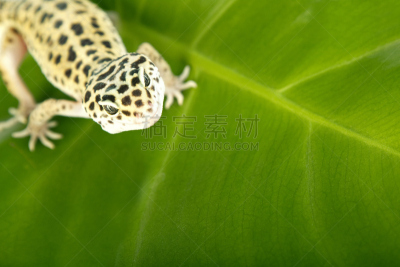 绿色,叶子,壁虎,野生动物,水平画幅,蜥蜴,特写,龙,壁虎的家庭,豹纹壁虎