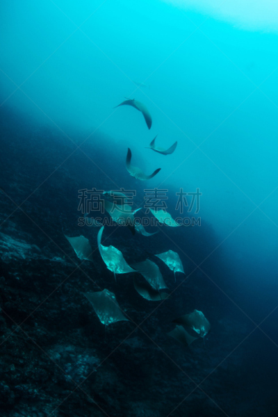 eagle ray,金色,垂直画幅,南美,水肺潜水,无人,水下,动物习性,加拉帕戈斯群岛,野外动物