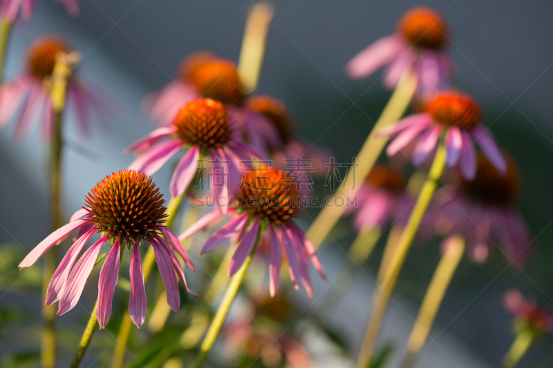 金花菊,刺猬,水平画幅,无人,夏天,户外,草,特写,顺势医学,植物
