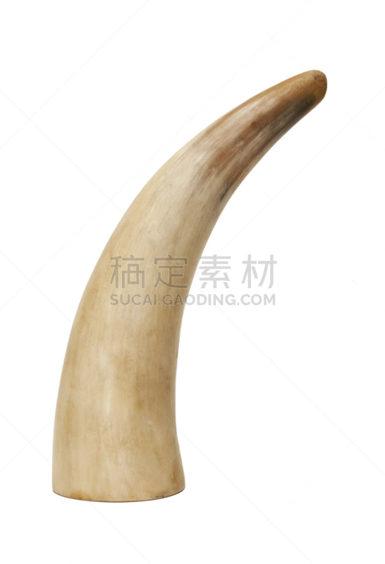 有角的,垂直画幅,正面视角,白色,彩色图片,牛,背景分离,牲畜,鹿角,摄影
