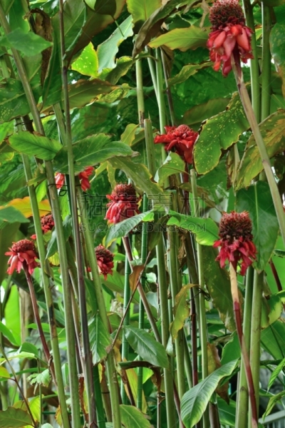Etlingera elatior / Torch ginger