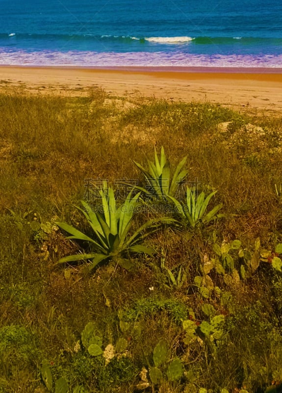 海滩,垂直画幅,美国,无人,奥蒙德海滩,海洋,自然美,1990年-1999年,波浪,度假