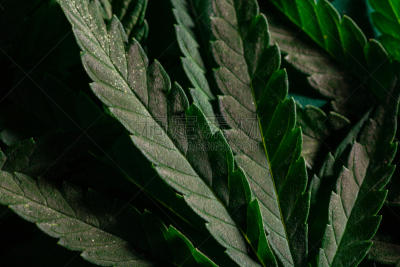 背景,药房,叶子,农业,健康保健,暗色,医药职业,菜园,杂交茶玫瑰