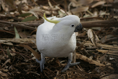 美冠鹦鹉,硫磺,侧面像,肖像,鸟冠,硫磺色冠凤头鹦鹉,动物脚趾,动物喊叫,动物的冠,水平画幅