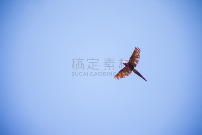 玻利维亚,金刚鹦鹉,秘鲁亚马孙,玛迪迪国家公园,拉巴斯地区,南美,草原,水平画幅,热带雨林,野外动物