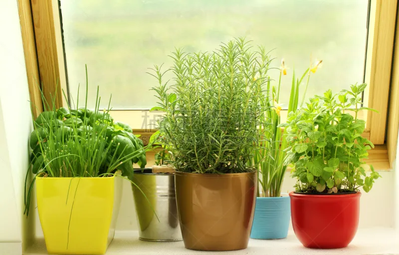 草本 窗户 草本园 窗台 室内植物 盆栽植物 花盆 罗勒 薄荷叶 室内图片素材下载 稿定素材