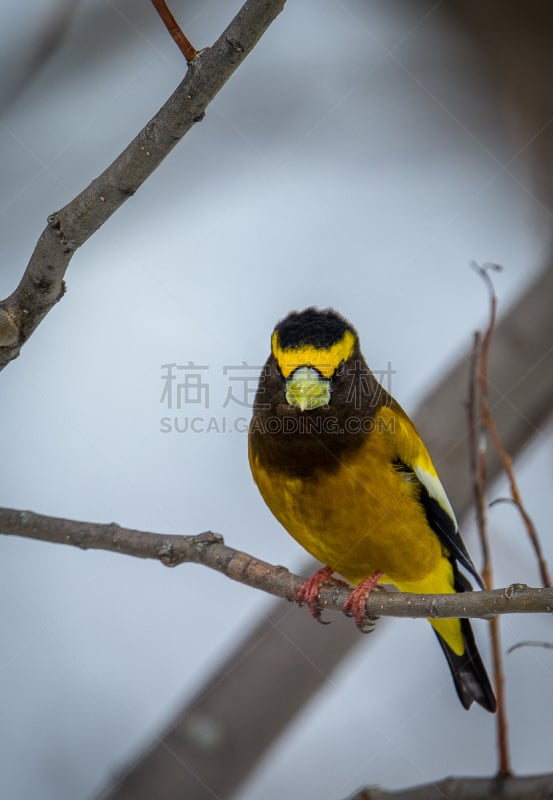 黄昏雀,蜡嘴鸟,垂直画幅,加拿大,野生动物,无人,鸟类,摄影