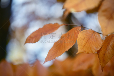 秋天,橙色,叶子,背景虚化,大特写,光,自然,运动模糊,十月,闪亮的