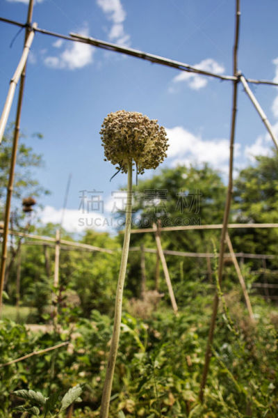球体,洋葱,有机农庄,垂直画幅,黄金分割,无人,纯净,草,特写