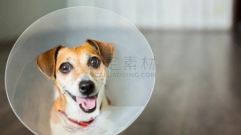可爱的 兽医 宠物项圈 美 身体受伤 颈 水平画幅 梗犬 美人 纯净图片素材下载 稿定素材 可爱的 兽医 宠物项圈 美 身体受伤 颈 水平画幅 梗犬 美人 纯净图片素材下载 稿定素材