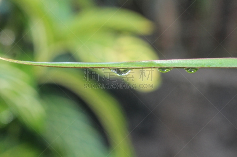 仅一朵花,蔓藤蛇,露水,雨滴,水,水平画幅,无人,湿,早晨,夏天