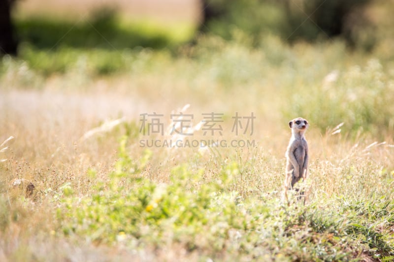 海岛猫鼬,卡格拉格帝边境公园,机敏,自然,毛皮,水平画幅,可爱的,原野,非洲,户外