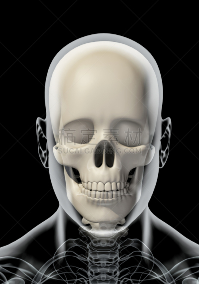 人类骨架,绘画插图,三维图形,人体结构,部分,头骨,3d扫描,射线成像,放射科专家,医学扫描仪器