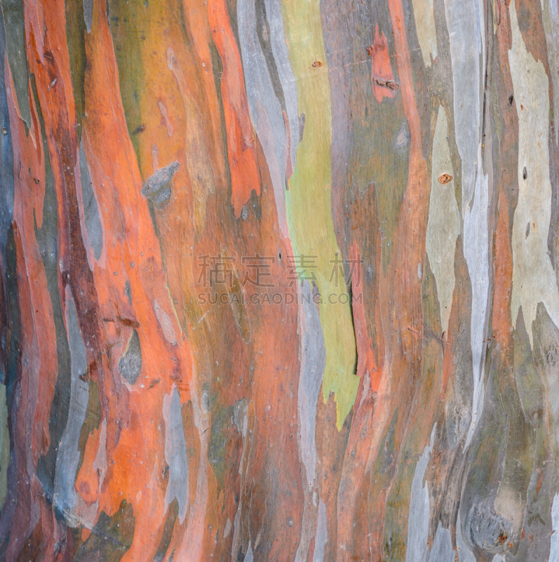 mindanao gum tree,纹理,树皮,自然,垂直画幅,褐色,式样,绿色,橙色,木制