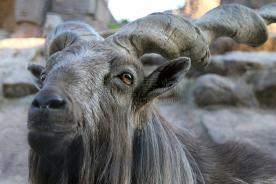 markhor,巴基斯坦,动物,雄性动物,注视镜头,国内著名景点,褐色,阿富汗,水平画幅,瓶塞钻