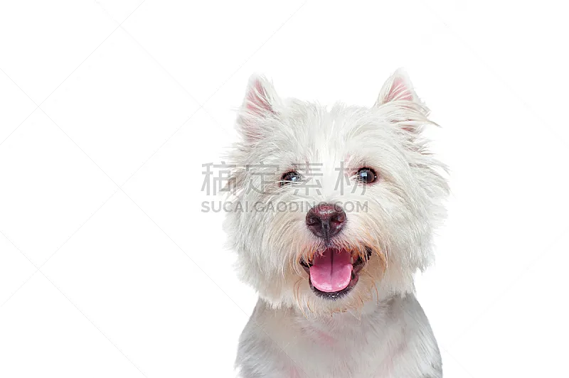 肖像 狗 白色 特写 快乐 狗屋 纯种犬 背景分离 小的 动物图片素材下载 稿定素材