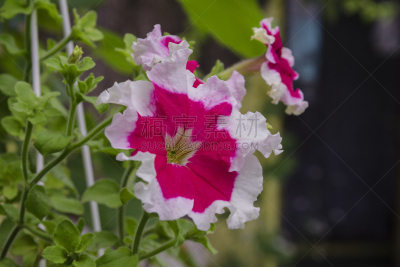 矮牵牛花,自然美,公园,水平画幅,夏天,户外,黄花茅,明亮,白色,植物